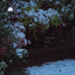 Azaleas in the Snow