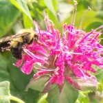 Bee on Bee Balm