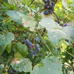 Oklahoma grapes 