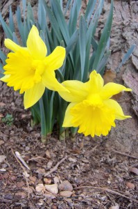 First Daffodils