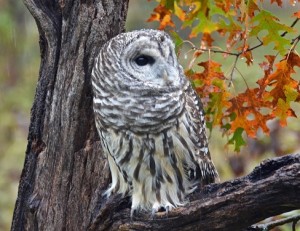 Barred Owl in the Rain