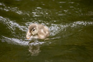 baby Duck 1 (1)