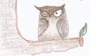 owl drawing