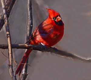 Cardinal in the Brush