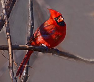 cardinal-in-the-brush