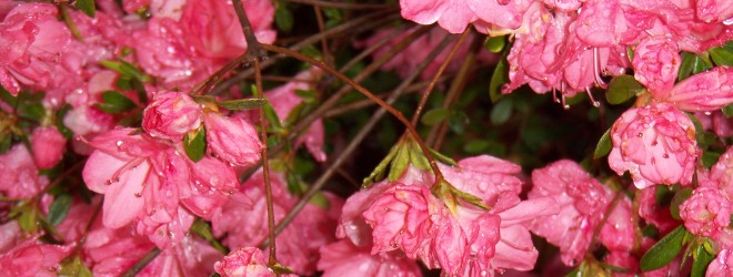 Azaleas in the Rain