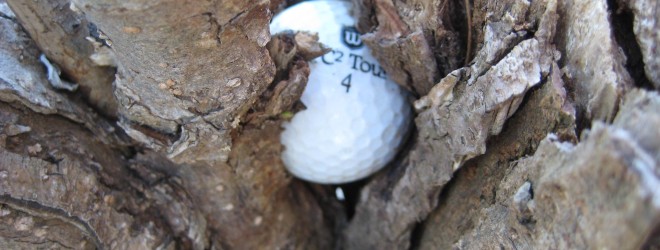 Do Golf Balls Grow on Trees?