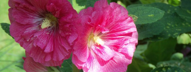 Johnny Appleseed–er–Hollyhock