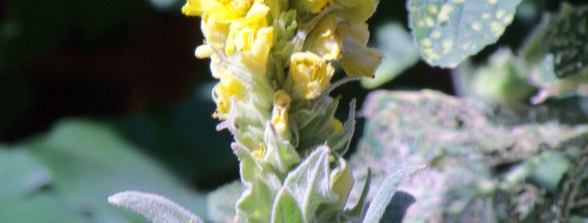 Mighty Mullein