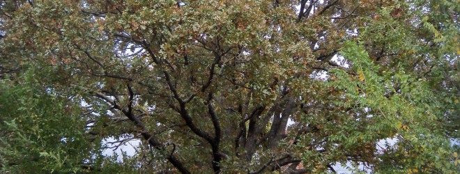 Crows and Jays