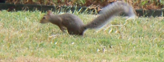 The Strange Tale of the Red-Rumped Rodents