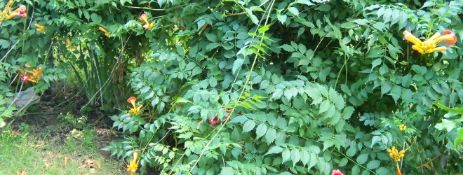 Wednesday Wanderings