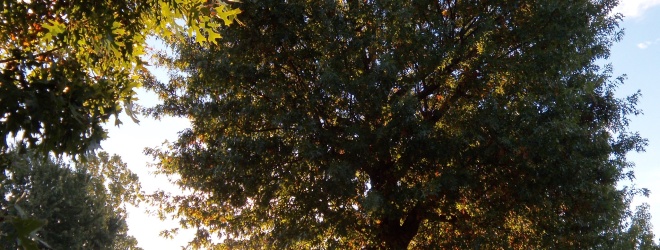 Dark, Dismal, Dastardly Disappointment