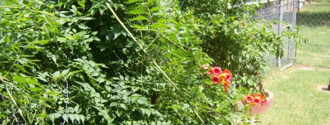 The Robin Who Refused to Leave Home