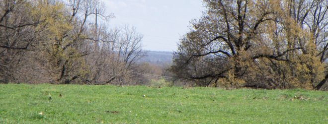 She Battles the Buttercups