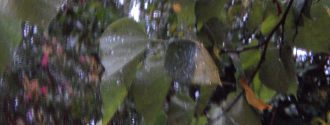 Delicious Supper, Lively Conversation,Tree Frogs