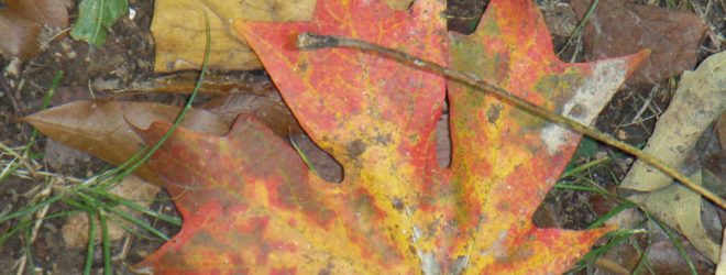 Those Autumn Leaves of Red and Gold