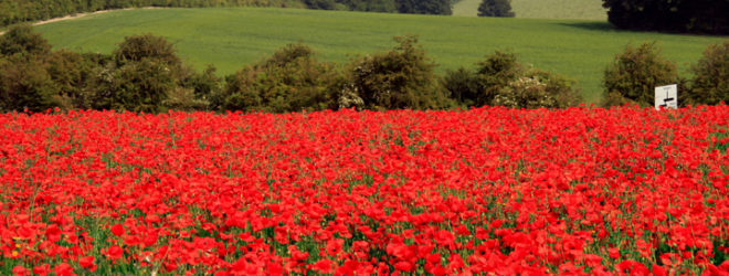 In Flanders Fields