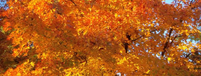 October is a Golden-Haired Girl