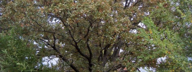 The Umbrella Oak