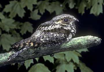 Whippoorwill Winter?