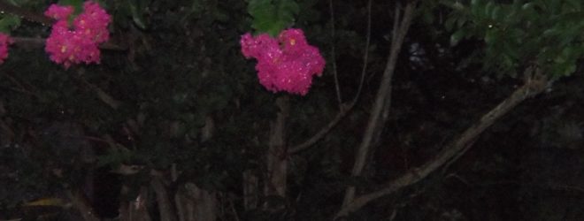 Sitting on the Deck in the Dark