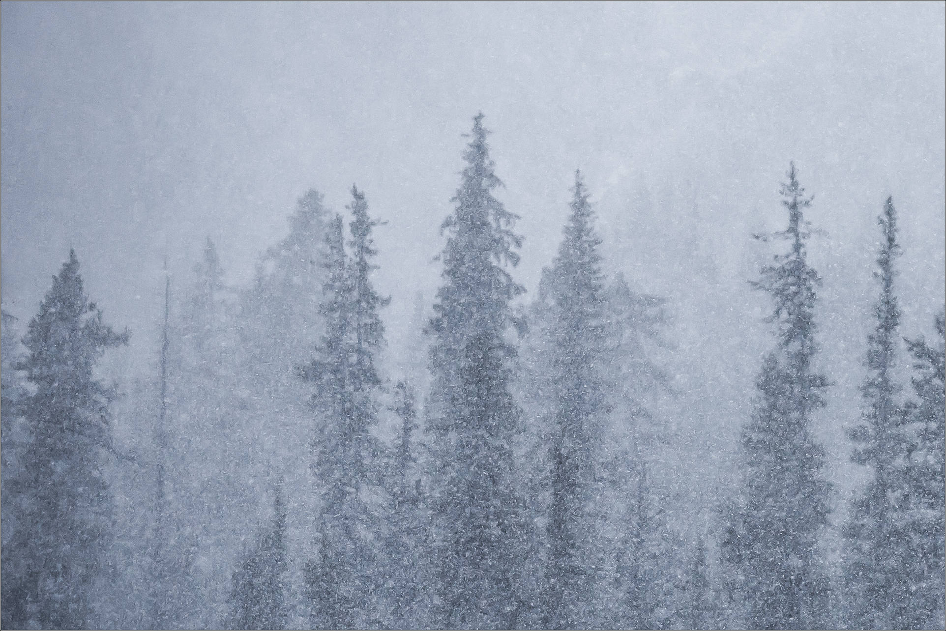 A Little Cedar and a Big Storm