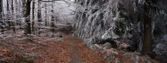 Wintertime Woods