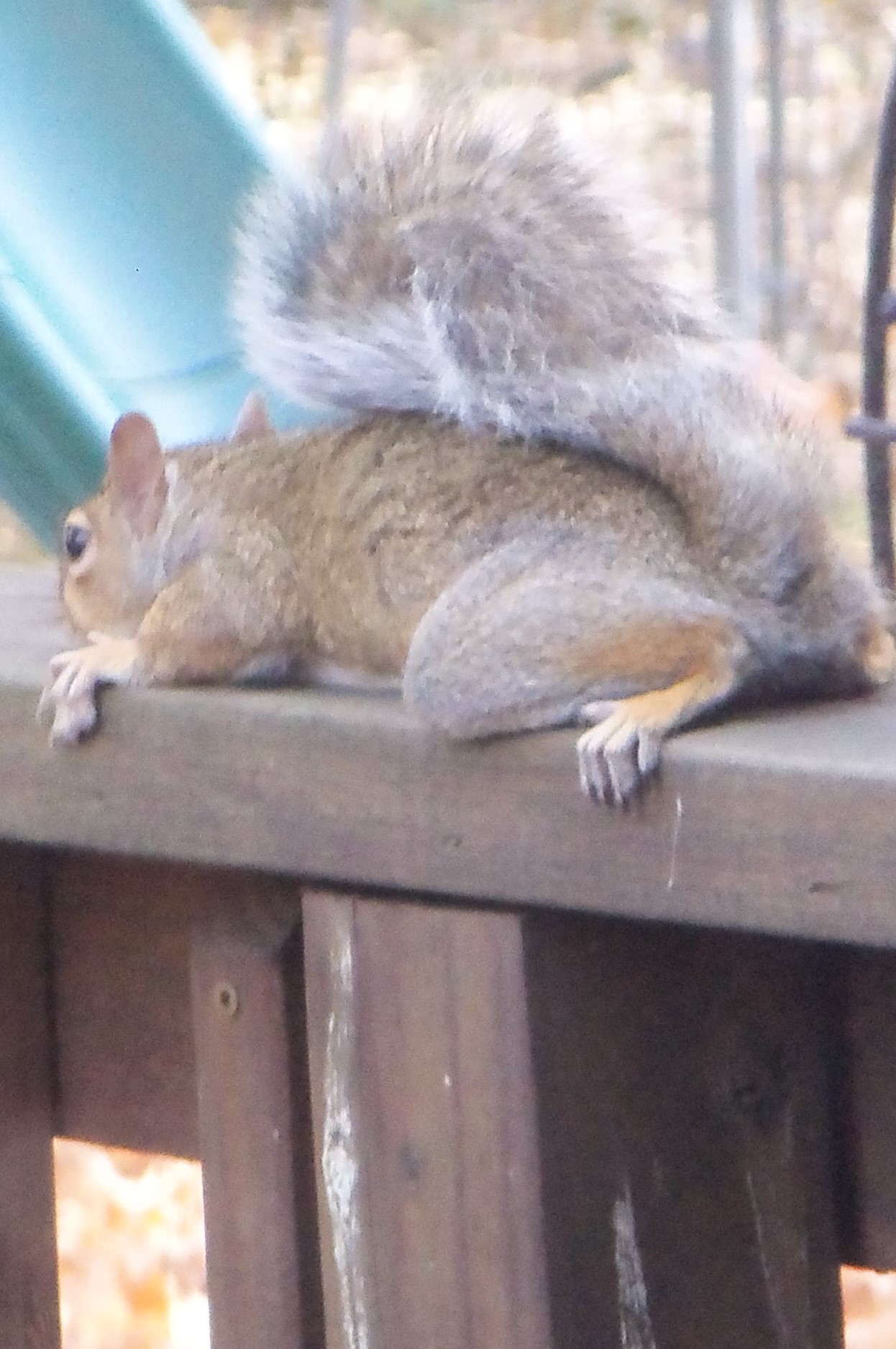 A Squirrel, a ‘Possum and a Yarrow