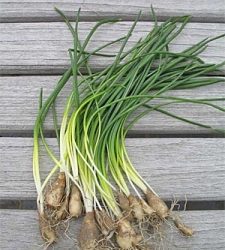 Wild Onions