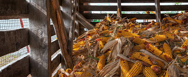 Shelling Corn