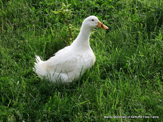 Goose Summer