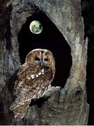 Neighborhood Owl