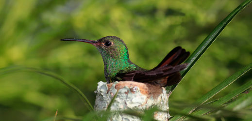 Hummers in the Maple Tree