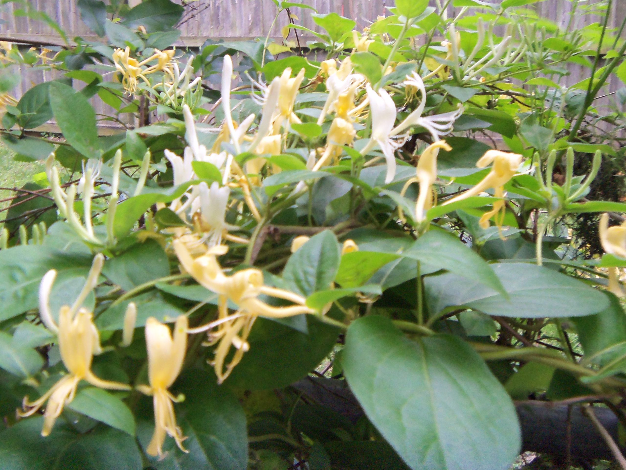 Honeysuckle Heaven