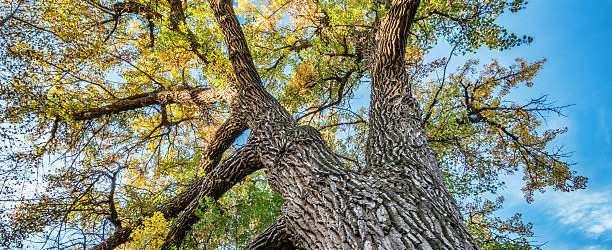 The Cottonwood