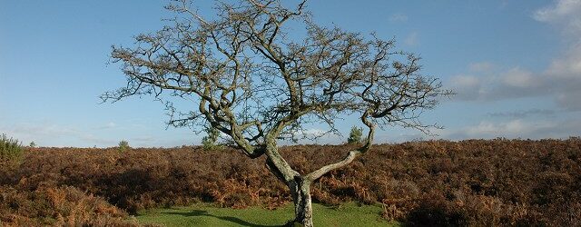 The Easter Egg Tree