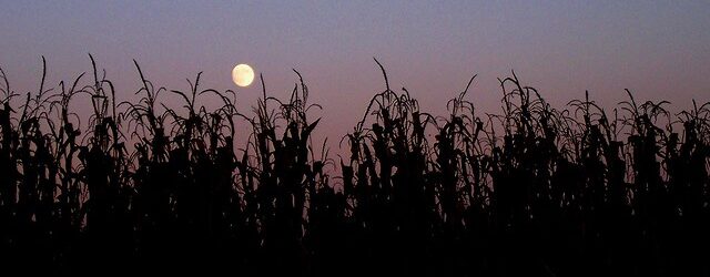 The Cornfield in the Moonlight